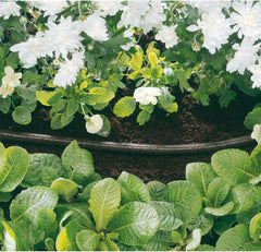 Tuyau goutte à goutte Draper 68261, 15 m, diamètre du tuyau 12 mm, perforé