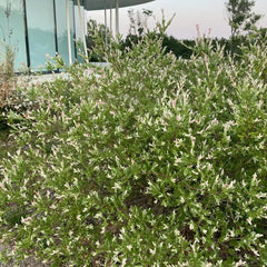 Harlekinweide - Garten Salix Integra - Schnell Wachsende Sträucher Baumsamen Sträucher Winterhart Gartenarbeit Geschenk Hochbeet Topfpflanzen Draußen Winterhart 20Samen