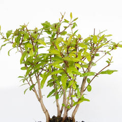 KENTIS - Granatapfel-Bonsai - Punica Granatum Bonsai - Echte Pflanzen FĂŒr Den AuĂenbereich - Handgefertigter Keramiktopf - Topf Ă 15 H 20-30 Cm