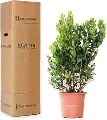 KENTIS - Fraisiers (Arbutus unedo) – Plantes rustiques pour le jardin – Plante persistante, véritable – Hauteur 80-100 cm, pot Ø 24 cm