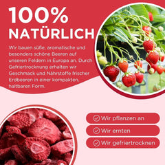 Fraises lyophilisées Summer - lot de 5 - délicieux snacks croquants sans sucre, 100% naturels, pour enfants et adultes, idéal pour les céréales et les lunch box (55g) Produits déshydratés Naty Shop