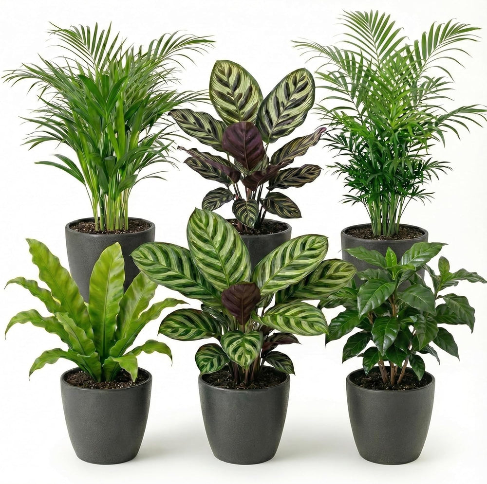 Vdvelde.Com - Luftreinigende Pflanzen Anthrazit 6 - Tierfreundliche Grüne Zimmerpflanzen - Einfacher Und Geringer Lichtbedarf - Ø12 Cm ↥Ca.40 Cm