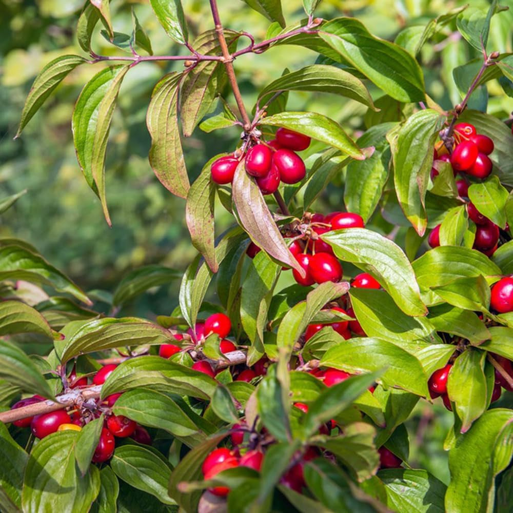 Kornelkirsche, Zwergobstbäume Cornus Officinalis, Blühende Sträucher Winterhart Obstsamen Seltene Kräutergarten Balkon Wildkräuter 300Samen