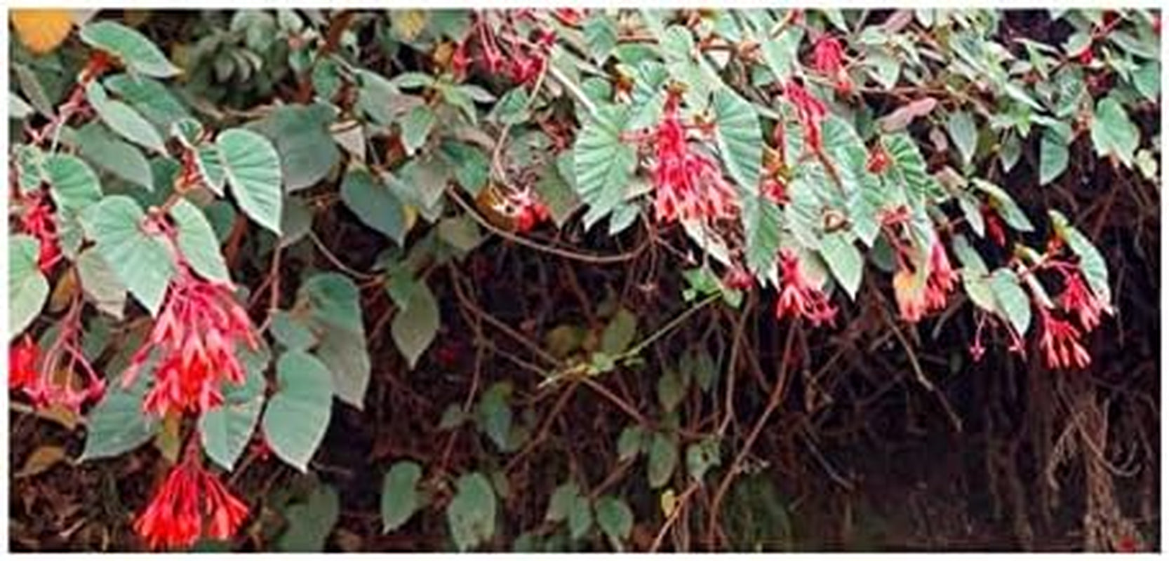 Stk - 10X Begonia Ferruginea Ziersträucher Garten Pflanzen - Samen ID334 -