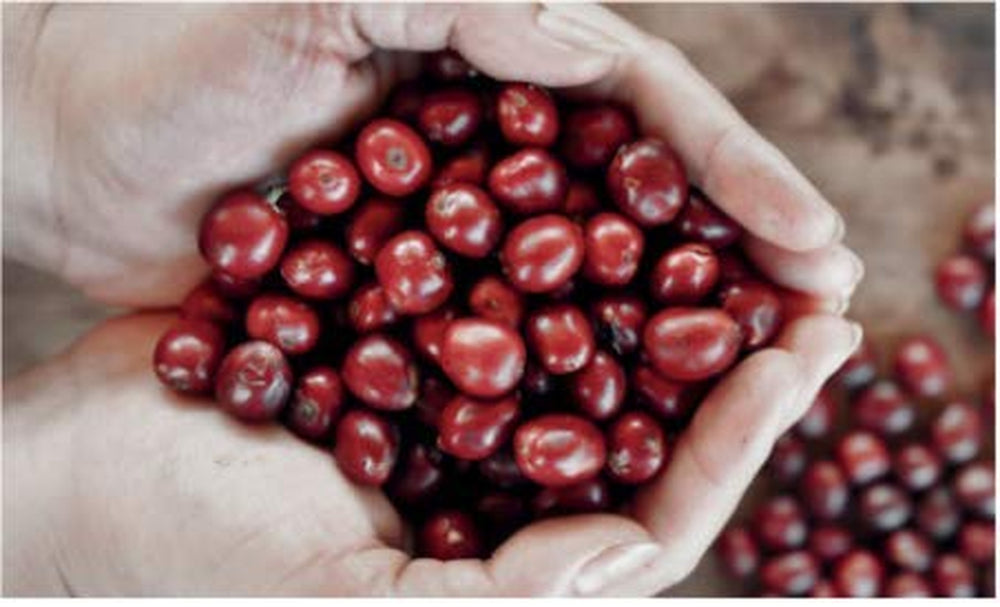 Bristot Buongusto Crema Oro, grains entiers, 1kg