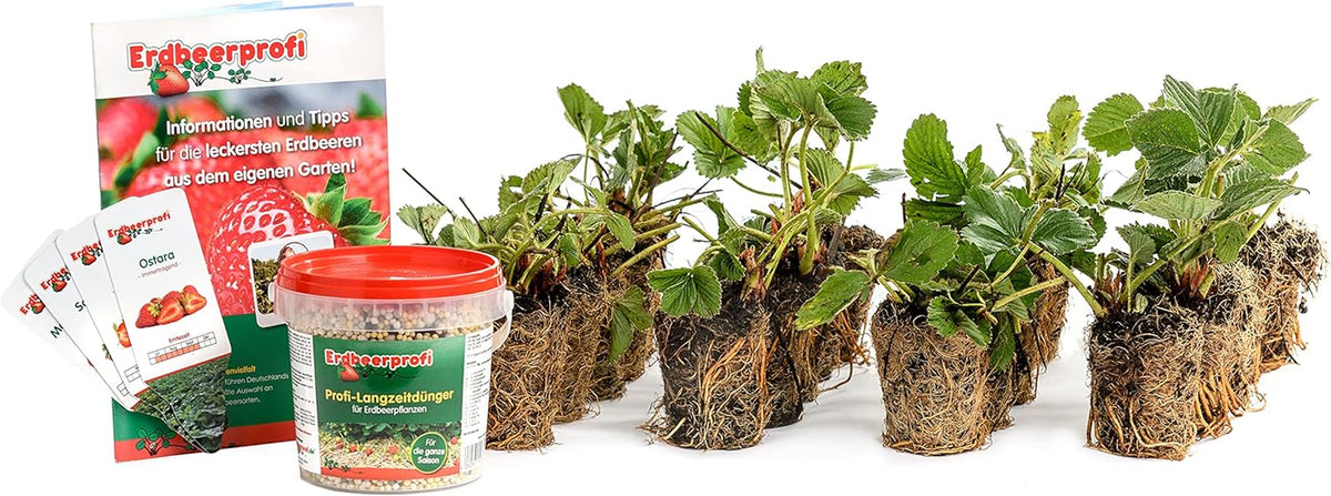 Erdbeerprofi - Erdbeer Anbau-Set: 40 Powerplug (Extrem Gut Durchwurzelt) Erdbeerpflanzen Gemischt - Mit Erdbeer Langzeitdünger - 4 Erdbeersorten: Daroyal, Korona, Ostara & Favori