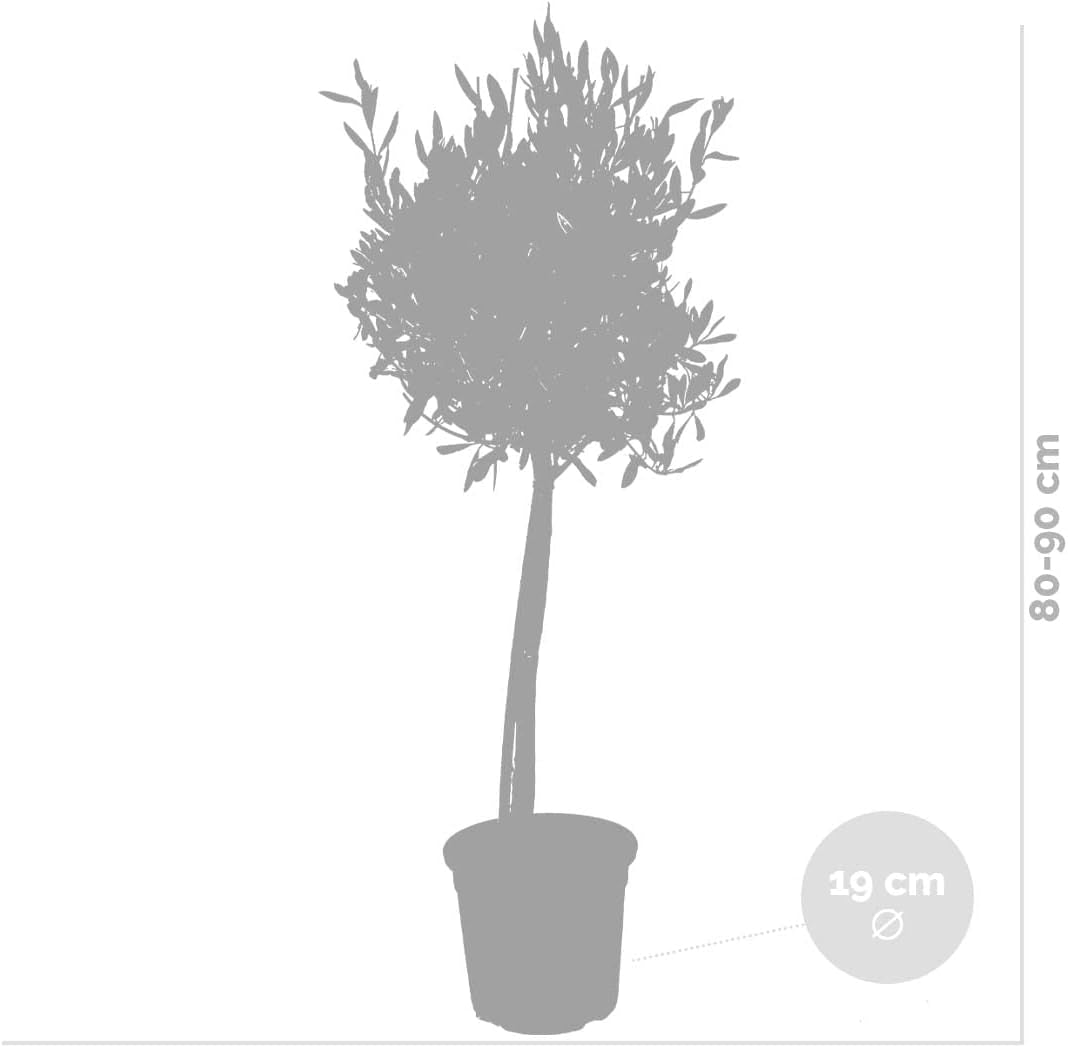 Bloomique - Olea Europaea - Olivenbaum Echt - Gartenpflanzen Winterhart - Höhe 80-90 Cm - Topf 19 Cm