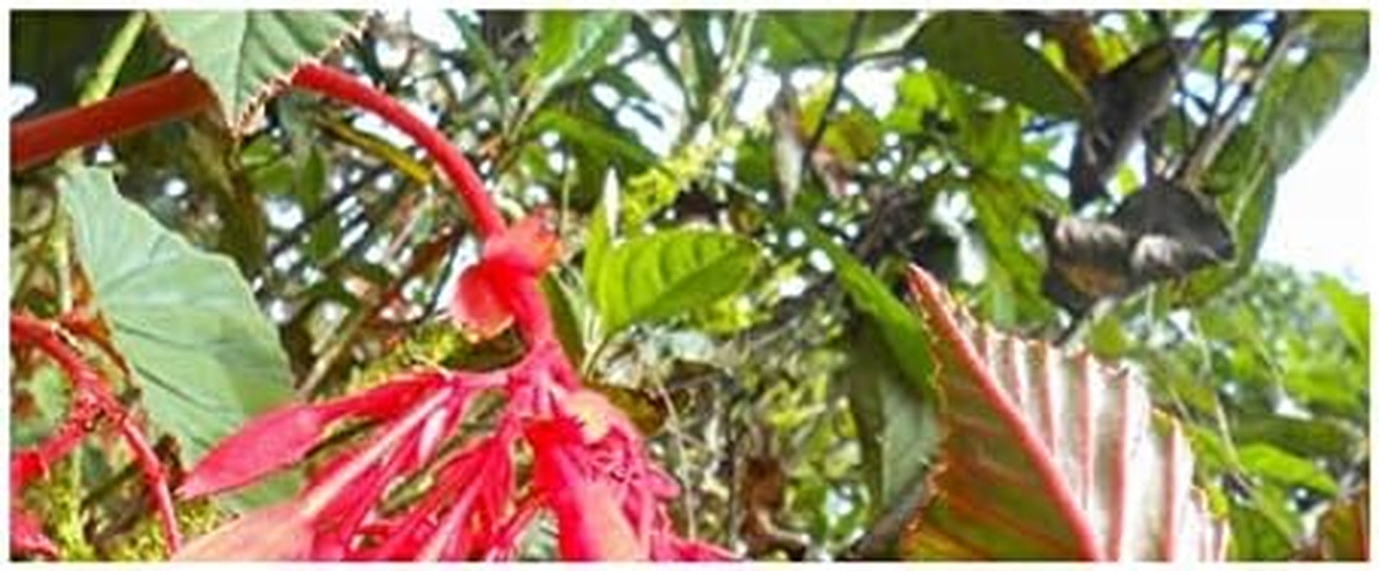 Stk - 10X Begonia Ferruginea Ziersträucher Garten Pflanzen - Samen ID334 -