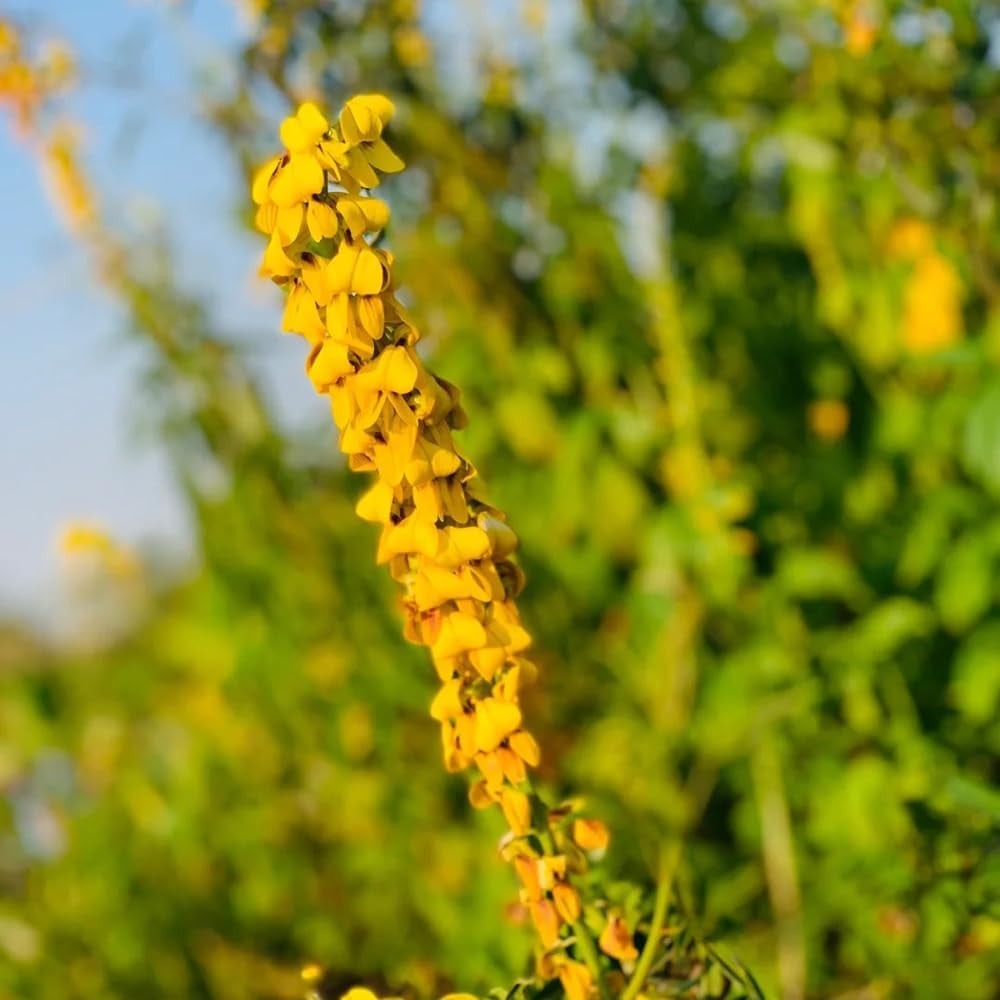 Crotalaria Cunninghamii, Kräutergarten Geschenk Crotalaria Pallida, Hochbeet Sträucher Winterhart Kräutersamen Heilkräuter Bio Schnellwachsende 50Samen