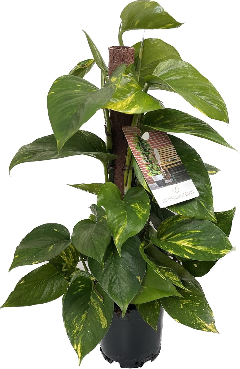 Efeutute (Epipremnum Aureum) Am Moosstab – Große, Pflegeleichte, Luftreinigende Zimmerpflanze Im Topf Ø 24 Cm, Höhe Ca. 120 Cm