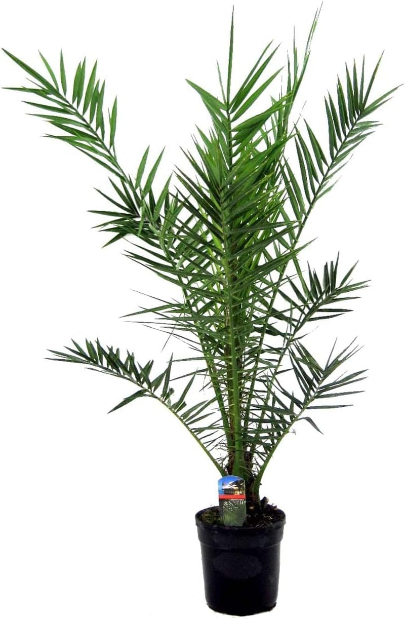 Bloomique - 2Er Set - Phoenix Canariensis - Kanarische Dattelpalme - Palme - Balkonpflanzen Winterhart - Höhe 80-100 Cm - Topf 19 Cm