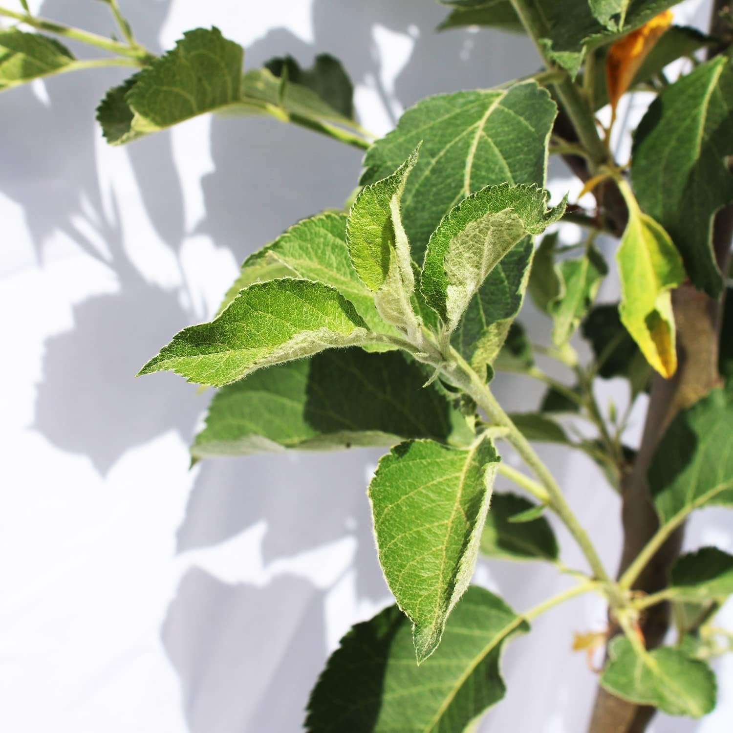 KENTIS – Apfelbaum Kanada Renette – Malus Domestica – Apfel Pflanzen – Echte Outdoor Pflanzen – Garten Obstbaum – Obstpflanzen – Topf Ø 24 Cm