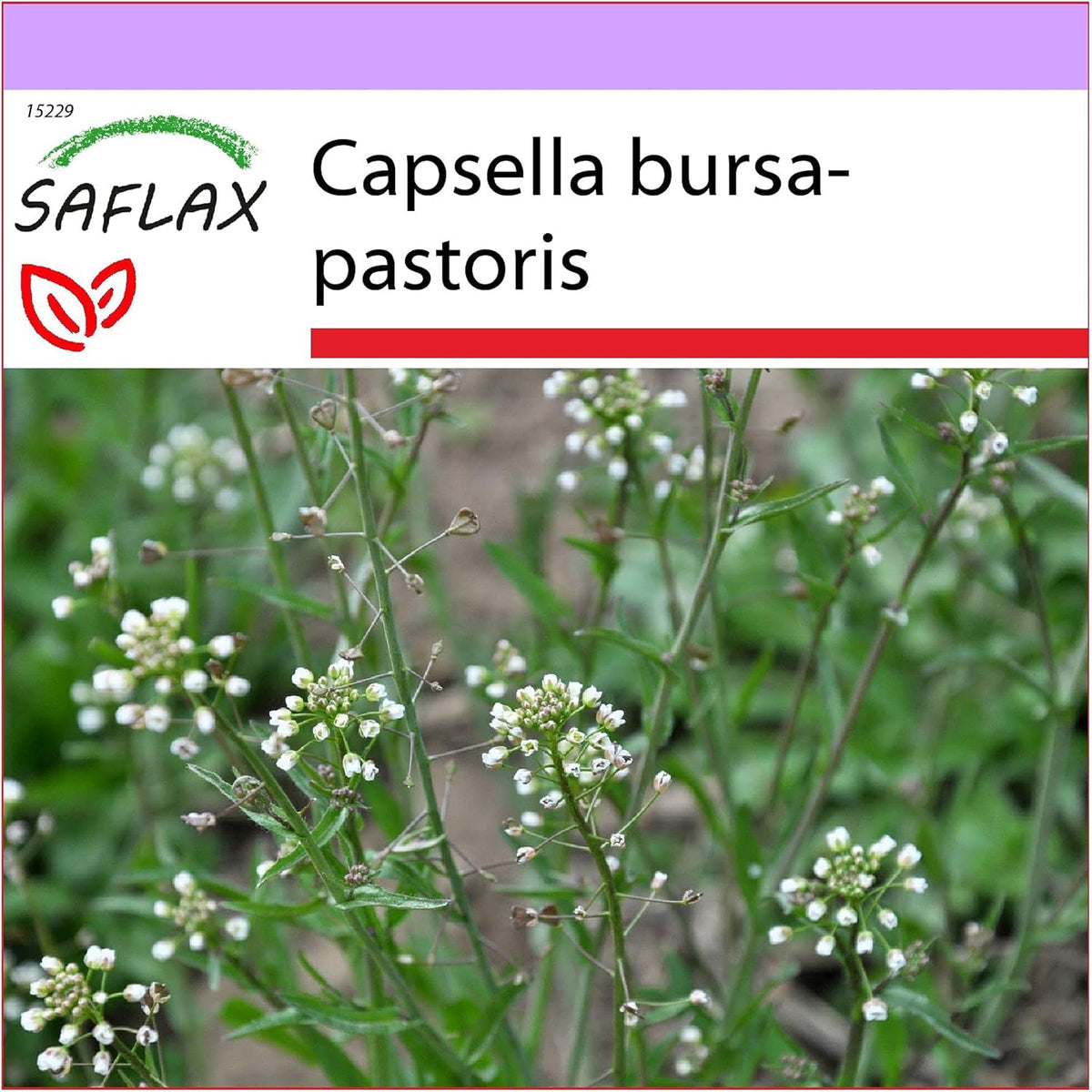 SAFLAX - Heilpflanzen - Hirtentäschel - 1000 Samen - Capsella Bursa-Pastoris