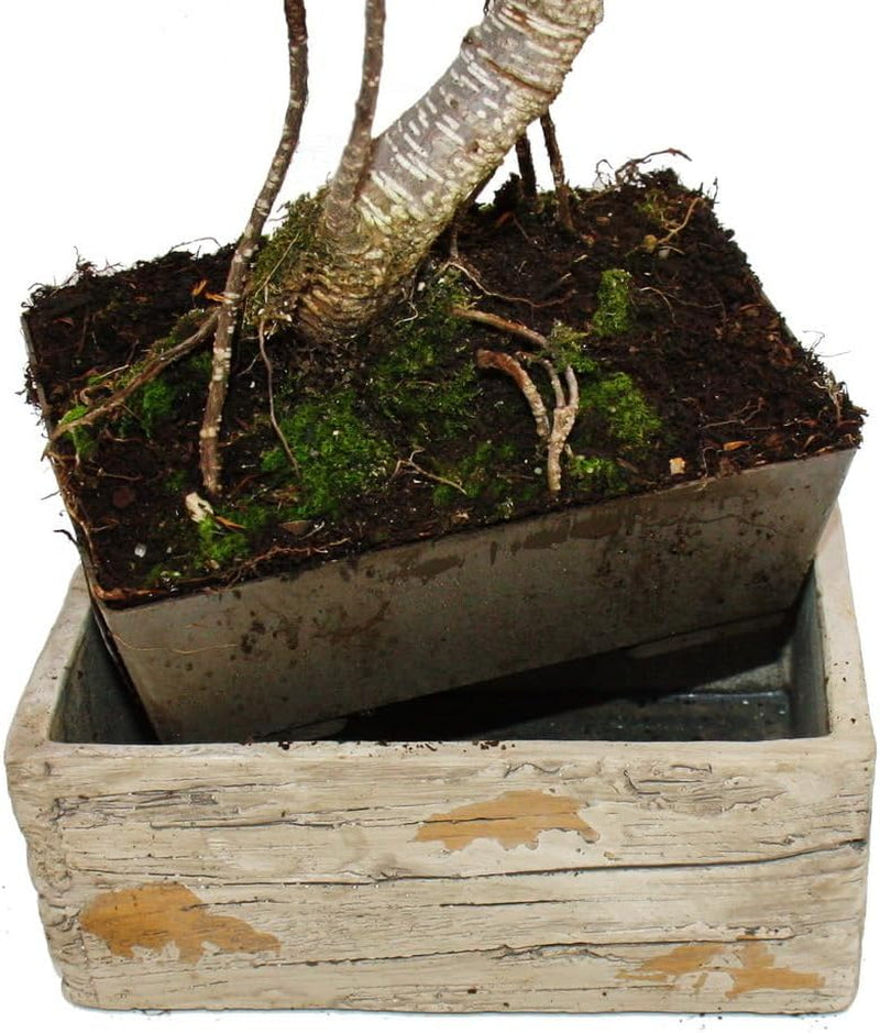 Bonsai Fürs Zimmer - in Moderner Trendkeramik - Zimmerbonsai Ficus - 6 Jahre Alt - Steinoptik