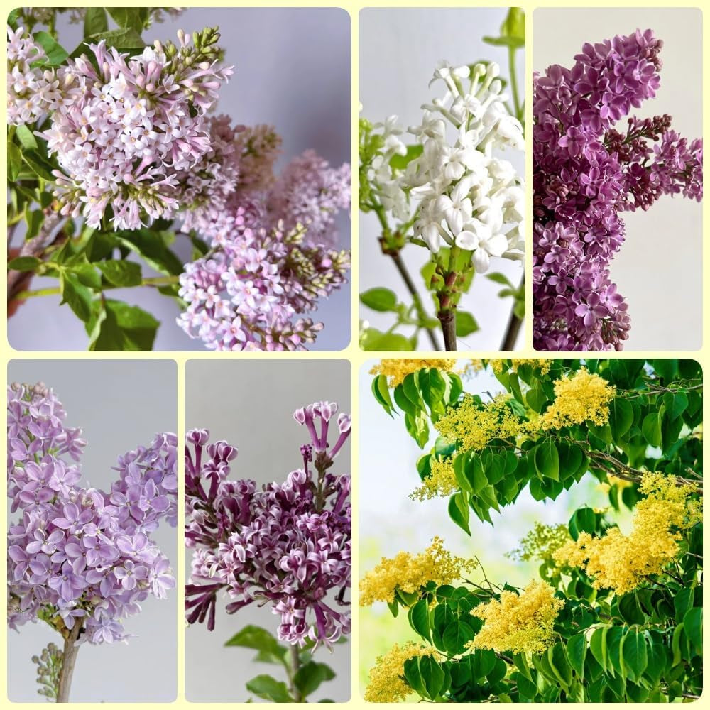 Flieder - Gartenpflanzen Winterhart Mehrjährig Nachhaltige Geschenke Geschenke Für Gartenliebhaber Garten Sträucher 50Samen