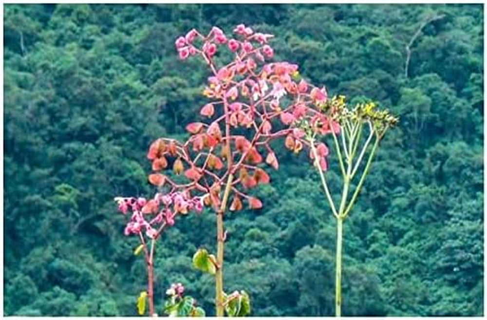 Stk - 10X Begonia Fischeri Ziersträucher Garten Pflanzen - Samen ID333 -