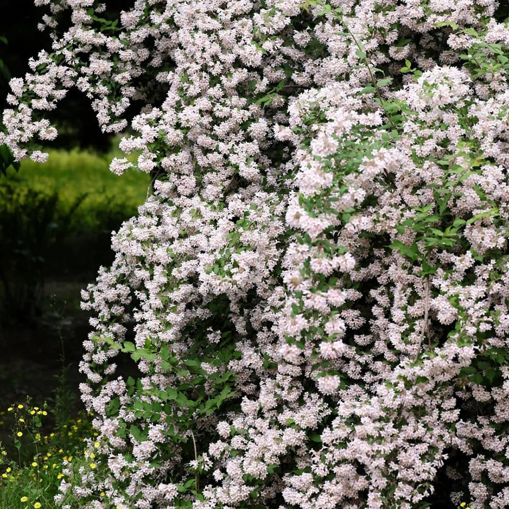 Perlmuttstrauch - Winterhart Gartendeko Für Draußen 100Samen