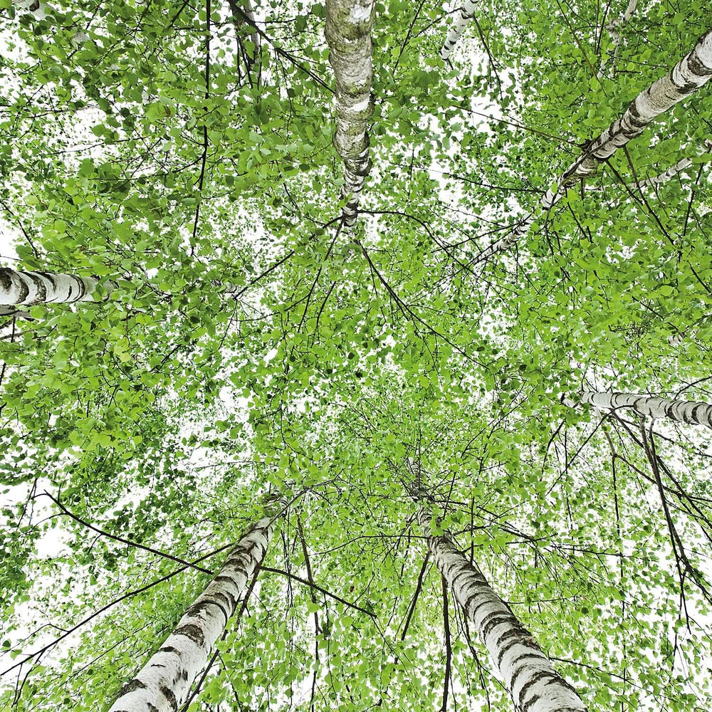 WELEDA Bio, Huile corps à l'huile de jojoba, renforce la peau et active le métabolisme cutané, 100 ml Douche et bain Naty Shop