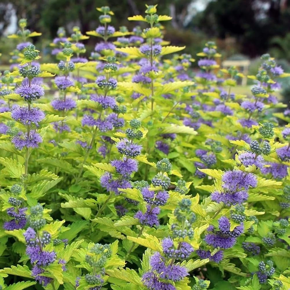 Bartblumesamen, Winterharte Kübelpflanzen, Hecken Bartblume, Kräuterpflanzen Schnell Wachsende 50Pcs