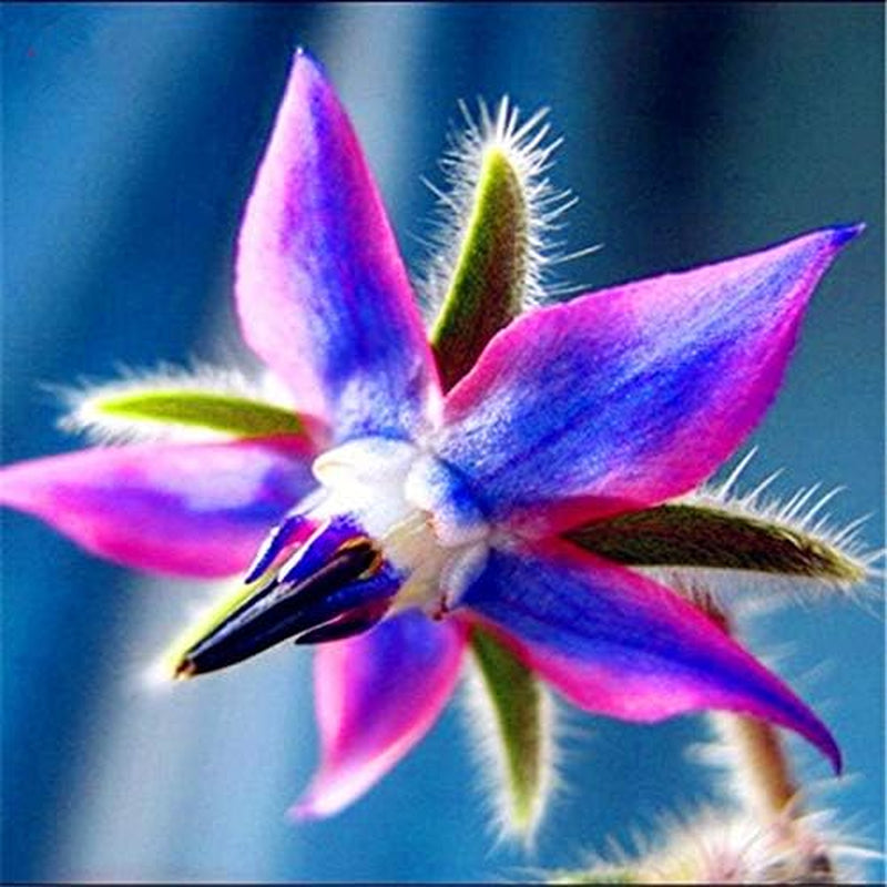 Graines 20 pcs Borago Officinalis graines de fleurs exotiques jardin de fleurs en plein air beau et lumineux (Liu Li Ju): 13