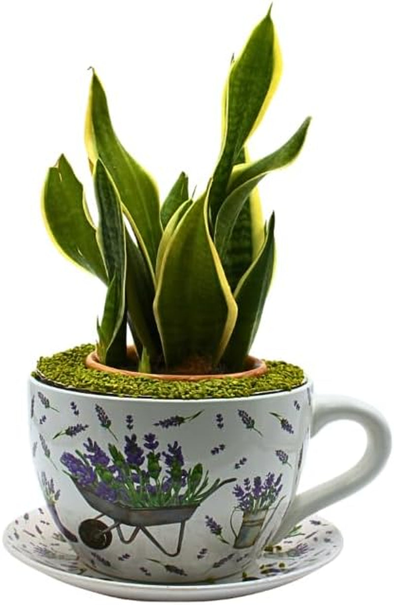 Ghiveci de flori Dekohelden24, jardinieră, ghiveci pentru plante, recipient pentru plante, ghiveci de flori. Ghiveci ceramic în formă de cupă cu mâner, design: lavandă, L/l/Î 25 x 23 x 14 cm.