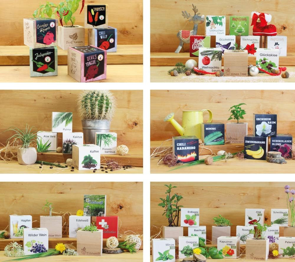 Feel Green Ecocube Weihnachtsbaum/Xmas Tree, Nachhaltige Geschenkidee (100% Eco Friendly), Grow Your Own/Anzuchtset, Pflanzen Im Holzwürfel, Made in Austria