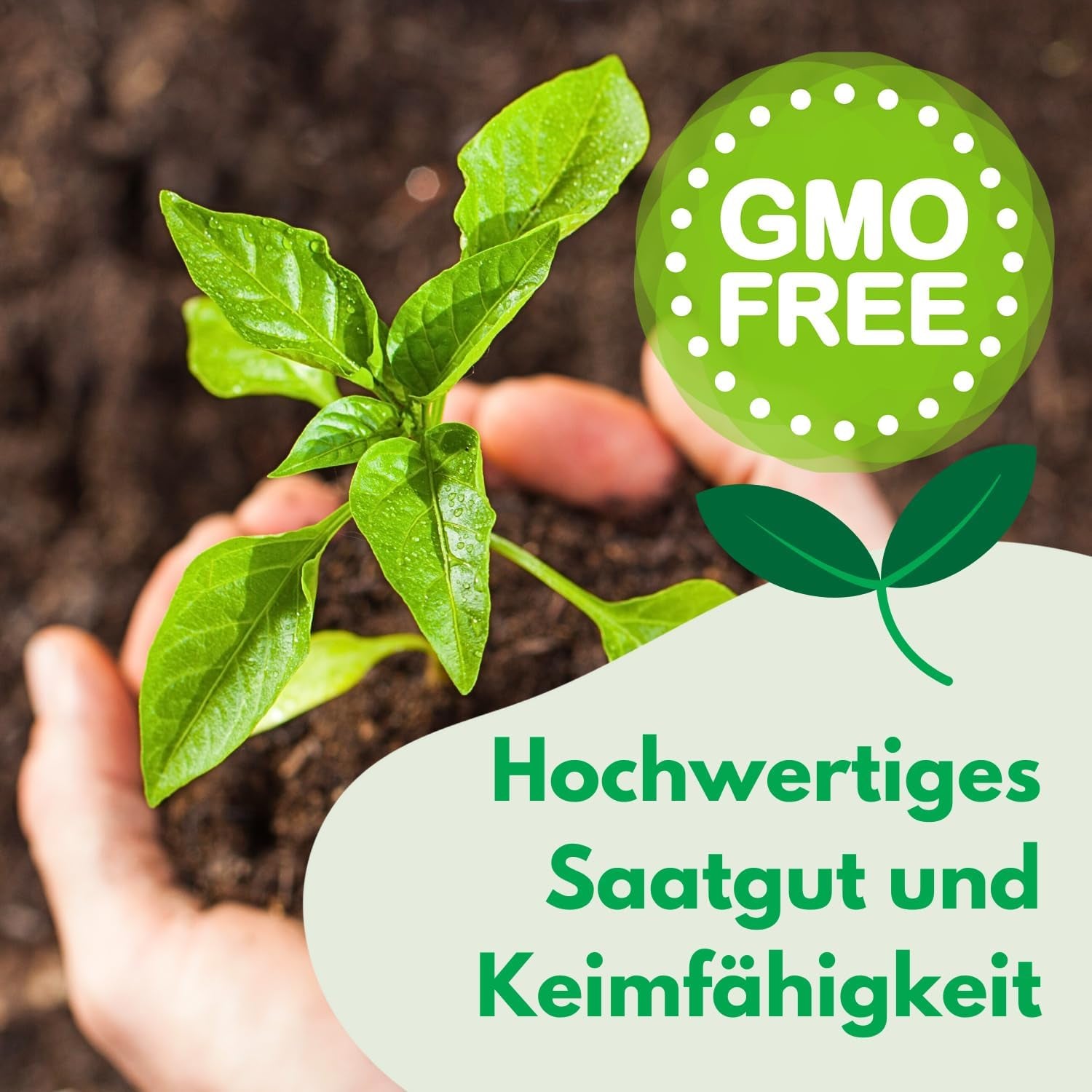 Cosmos Sensation Mix 1g graines, Cosmos Mix Fleurs d'été, Plantes de jardin Plantes de balcon, Graines de fleurs