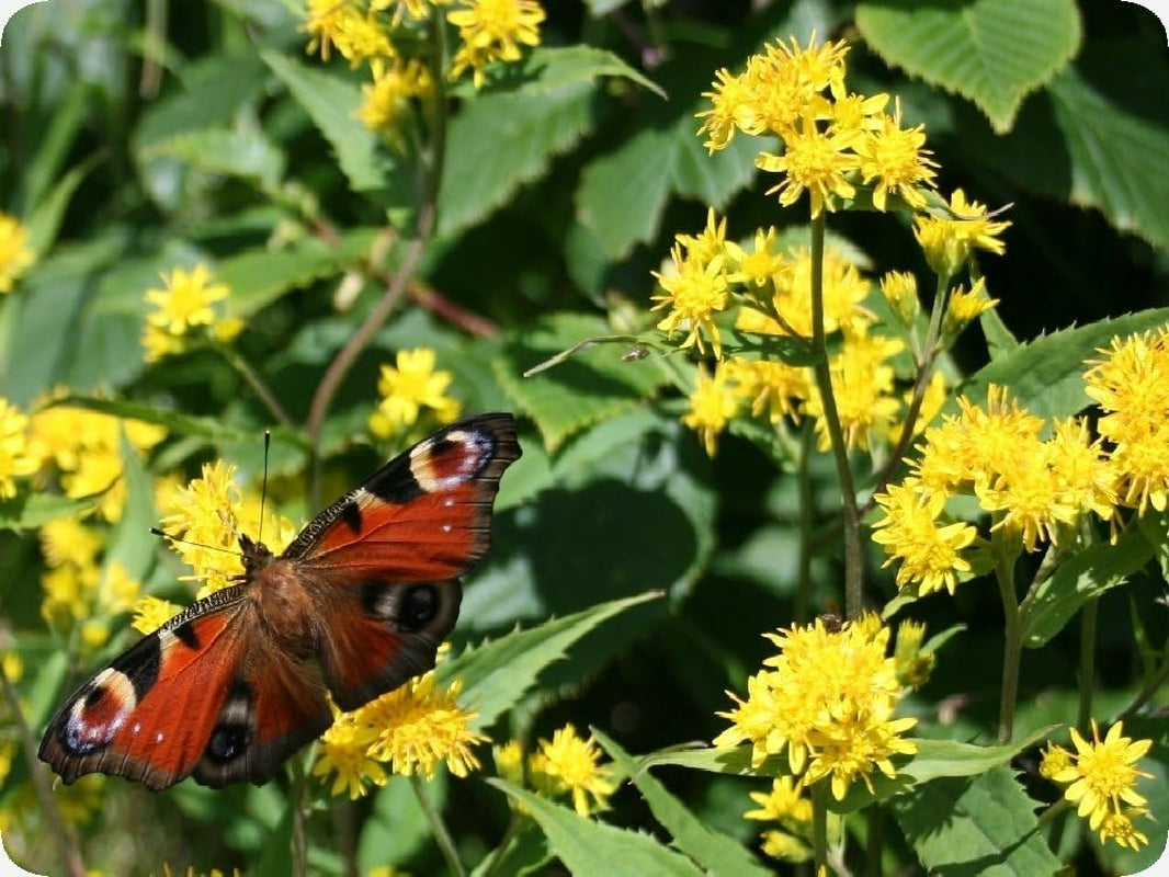 SAFLAX - Heilpflanzen - Echte Goldrute - 100 Samen - Mit Keimfreiem Anzuchtsubstrat - Solidago Virgaurea