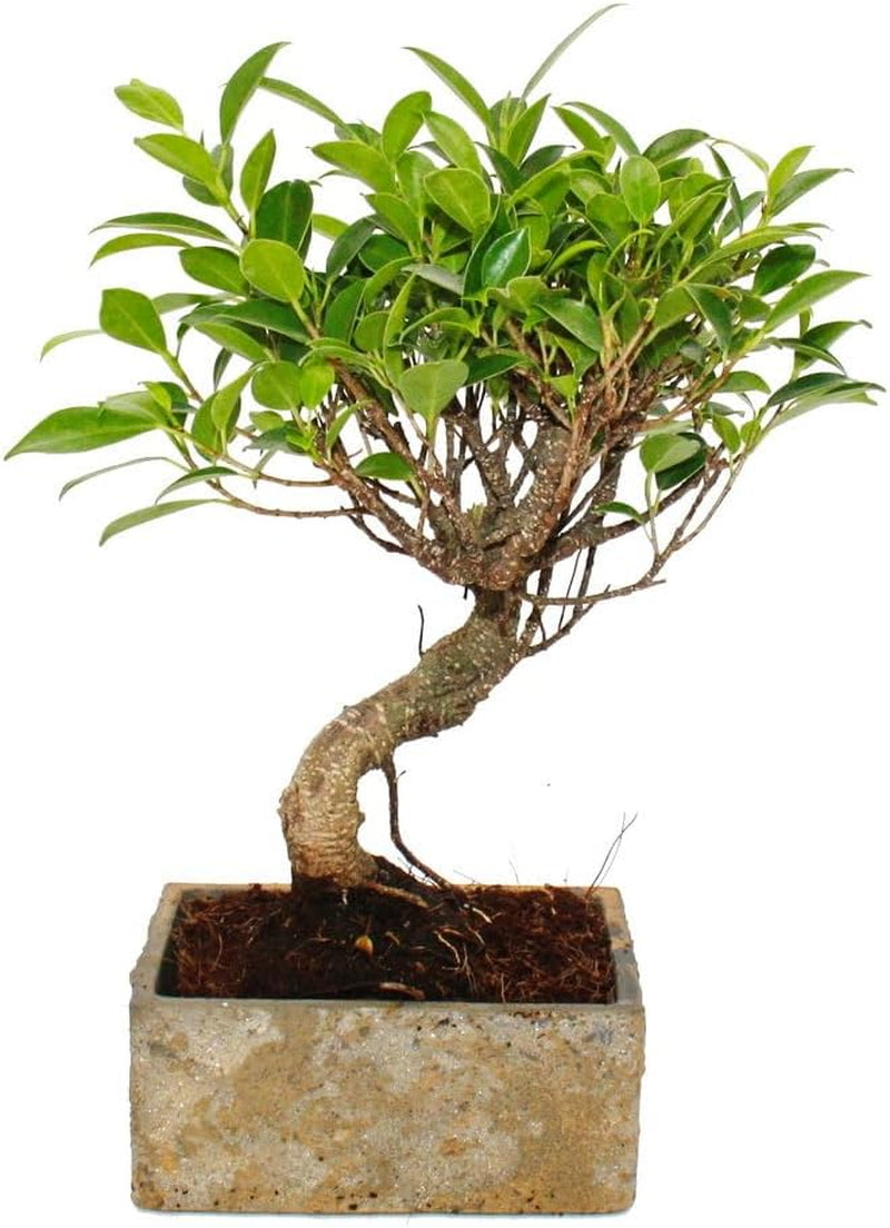 Bonsai Fürs Zimmer - in Moderner Trendkeramik - Zimmerbonsai Ficus - 6 Jahre Alt - Steinoptik