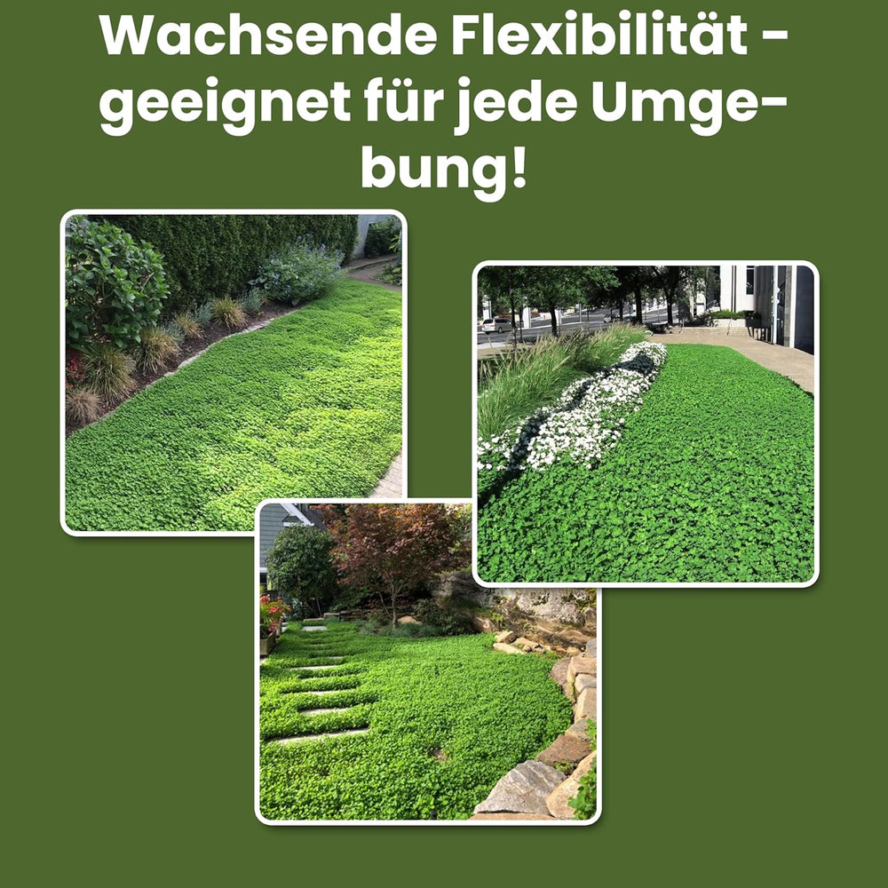LERAVA Klee Samen (50 M²) - Mikroklee Samen Mähfrei - Weißklee Für Schattige Und Sonnige Flächen - Verbesserte Bodenqualität Durch Stickstofffixierung - Kleesamen Für Pflegeleichte Kleerasen