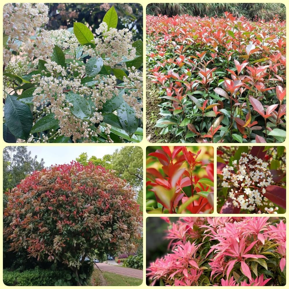 Glanzmispel Red Robin, Schnellwachsende Sträucher Photinia Fraseri Red Robin, Balkonpflanzen Exotische Stauden Winterhart Mehrjährig 900Samen