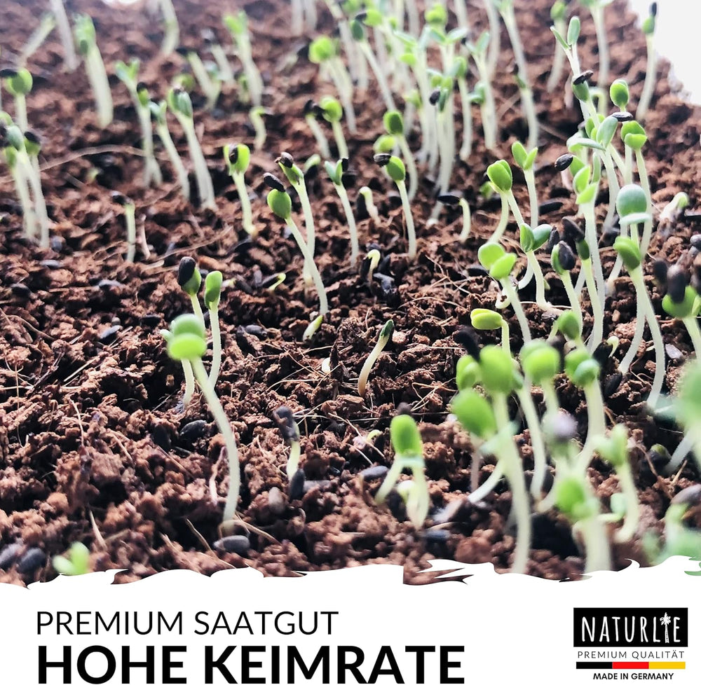 20Er Gemüse Samen Set Von , 20 Sorten Premium Gemüse Saatgut Im Gemüseset Für Den Anbau Im Garten, Hochbeet Oder Balkon - XXL Gemüsesamen Sortiment - Samenfestes Saatgut!