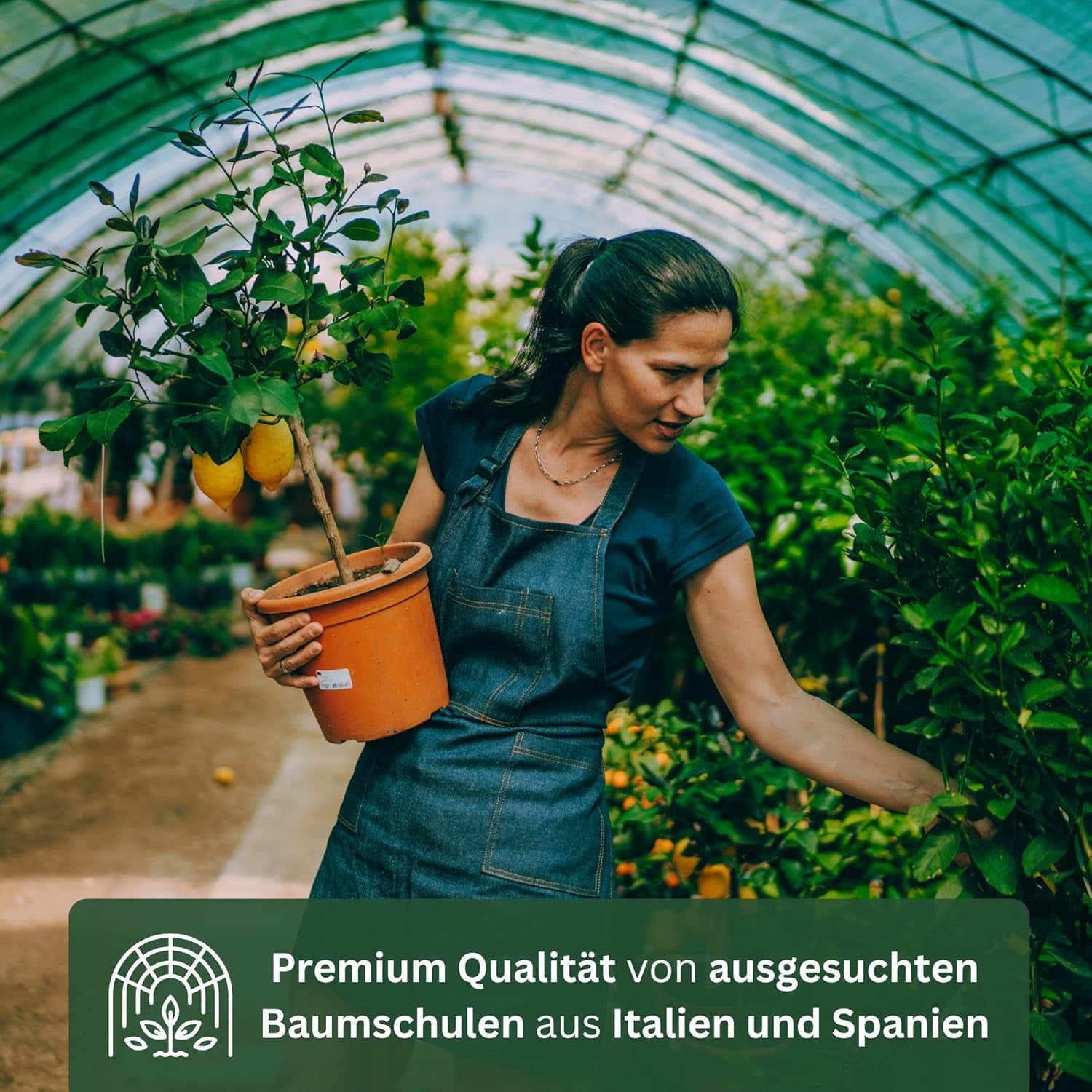 Orange de My Oranjeria - orange vraie - plante d'agrumes - Citrus sinensis - Orange - orange greffée pour jardiniers (Mezzo [M])