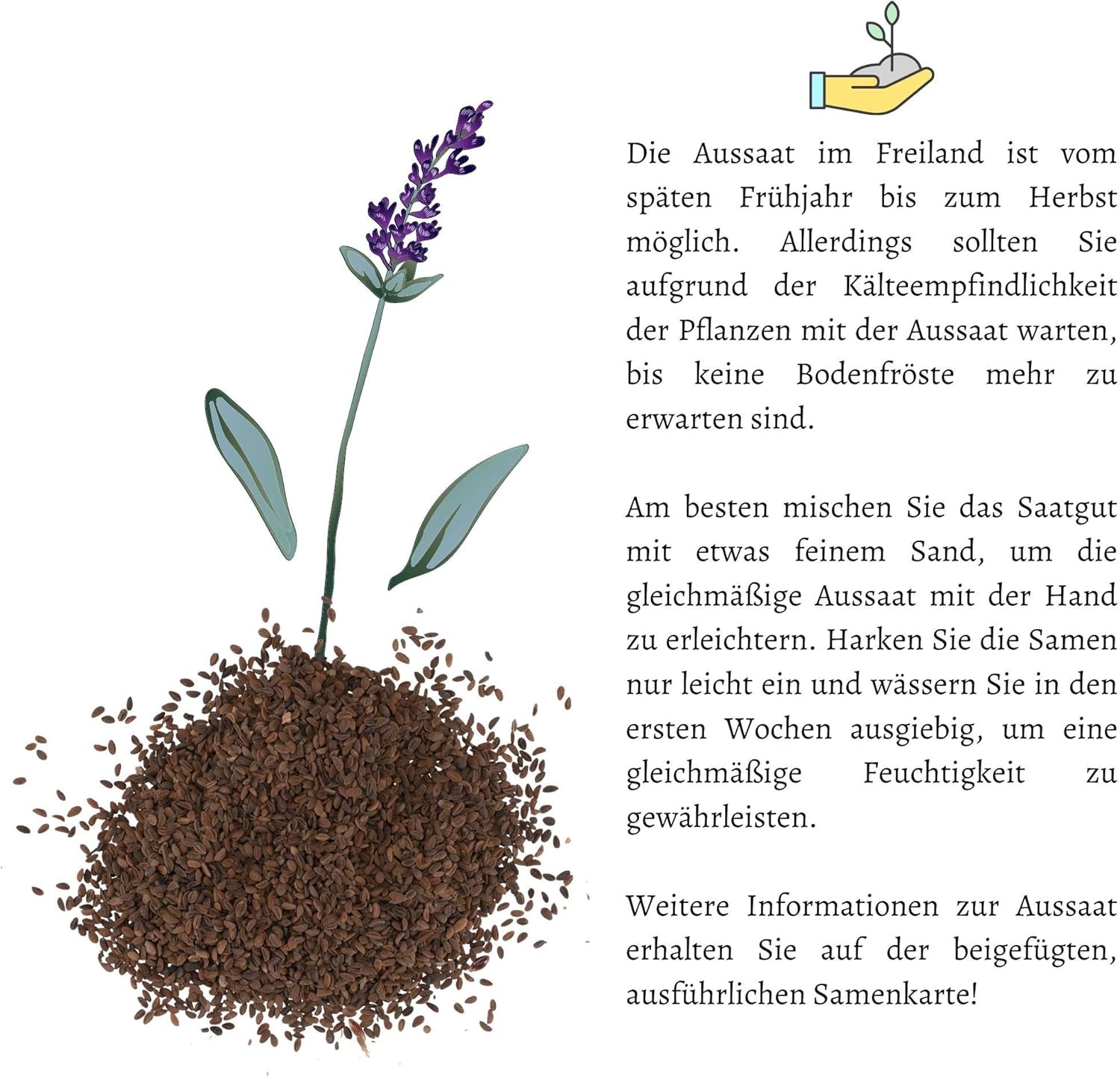 Phacelia Samen Bienenfreund (Phacelia Tanacetifolia) Als Ideale Beimischung Für Eine Bunte Bienenweide - Der Liebling Für Bienen & Schmetterlinge
