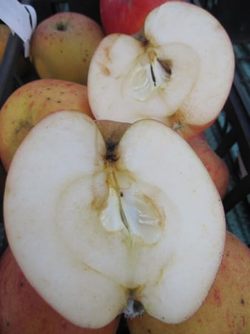 Winterapfel Pommerscher Krummstiel - Malus Domestica - 140-150Cm