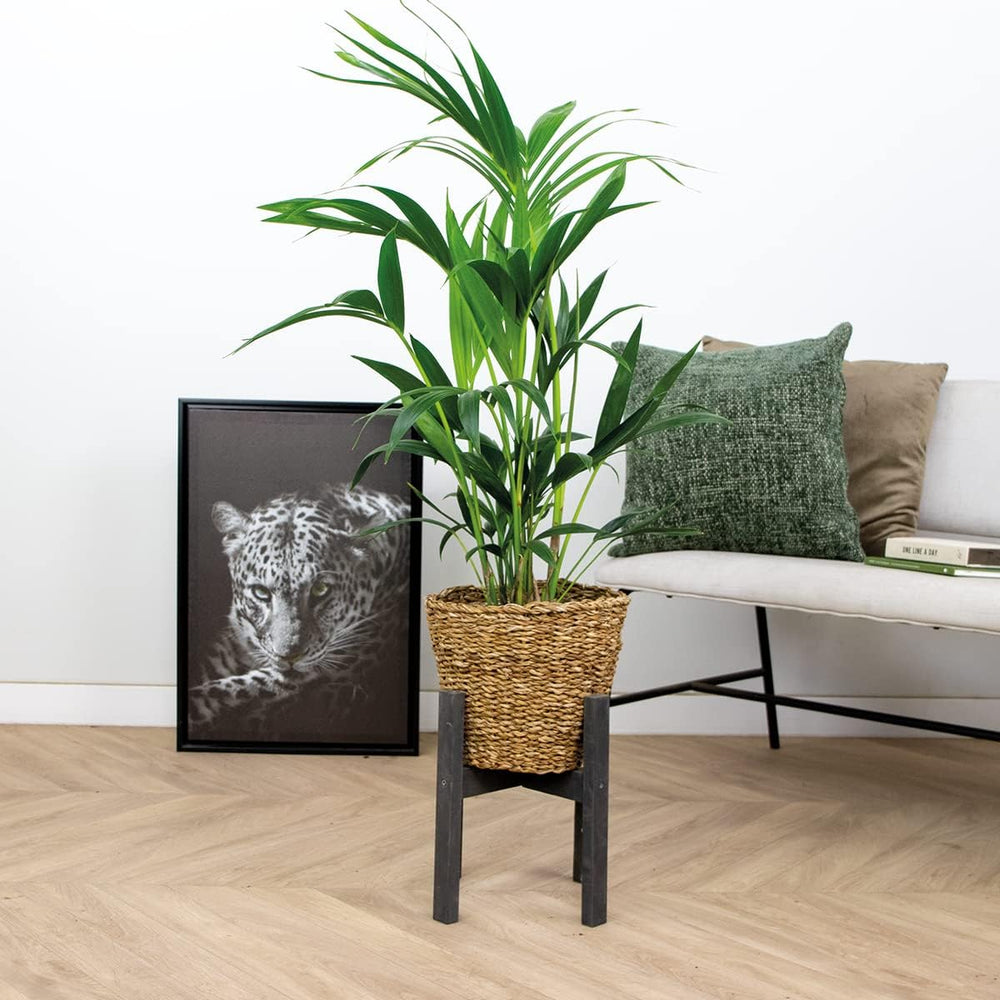 Bloomique - Howea Forsteriana - Kentia Palme - Zimmerpflanzen - Pflegeleicht - Haustierfreundlich - Höhe 90-100 Cm - Mit Rotan Korb 19 Cm