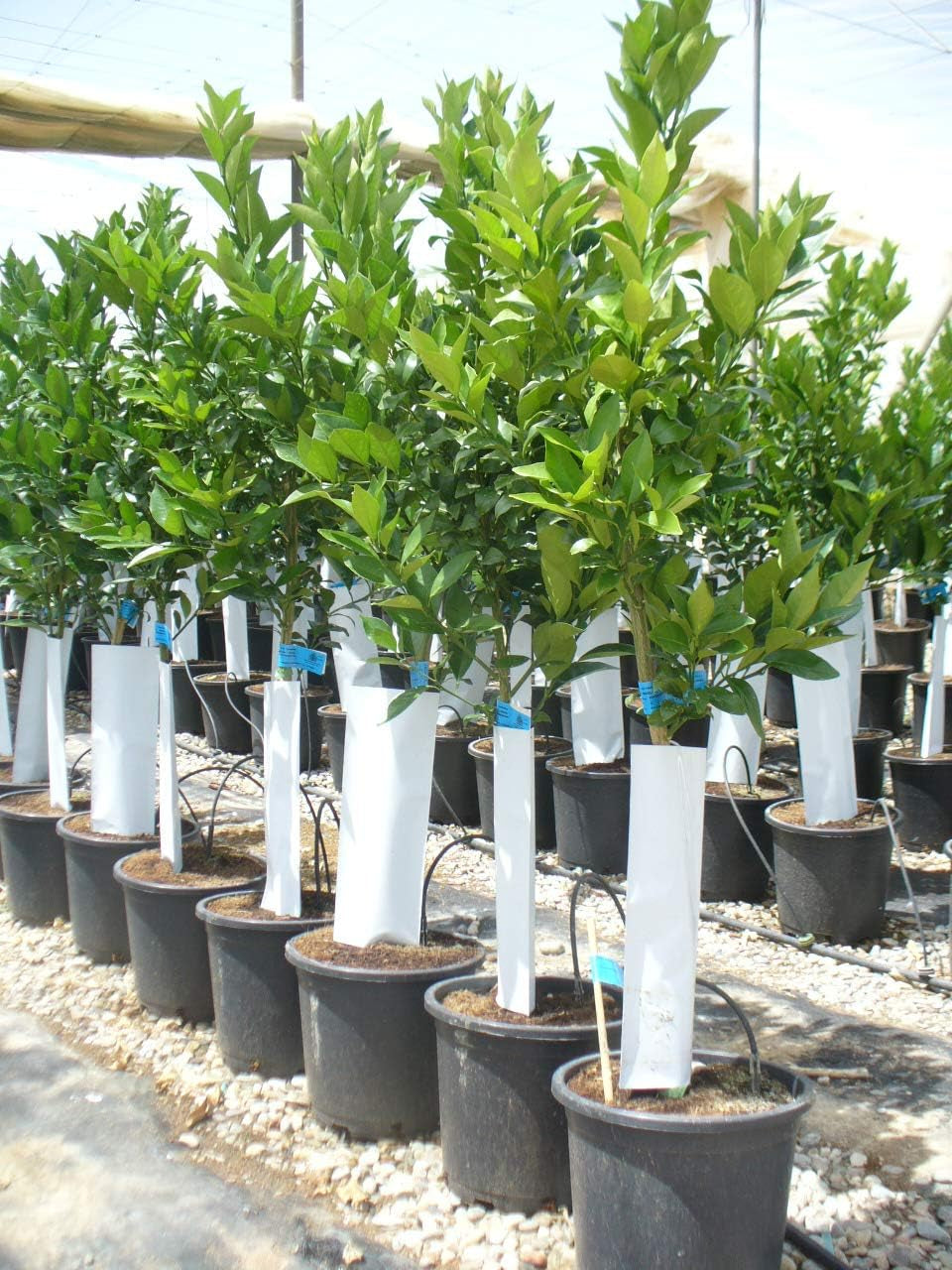 Orangenbaum, Citrus - Sinensis Naranjo, Verschiedene Sorten Ca. 130-150 Cm Hoch
