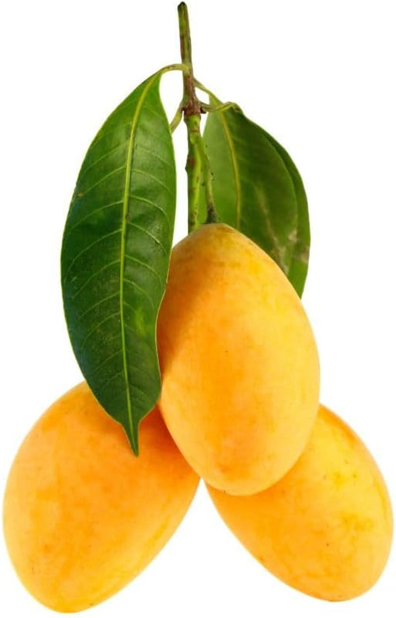 Pappagona-Pflaumen - Obstpflanze Alte Frucht Auf Rasentopf 26 - Baum Max 180 Cm – 4 Jahre Anbau Italien