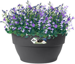 elho Vibia Campana Bowl 27 - Ghiveci de flori pentru exterior - Ø 27,0 x H 14,0 cm - Negru/Antracit