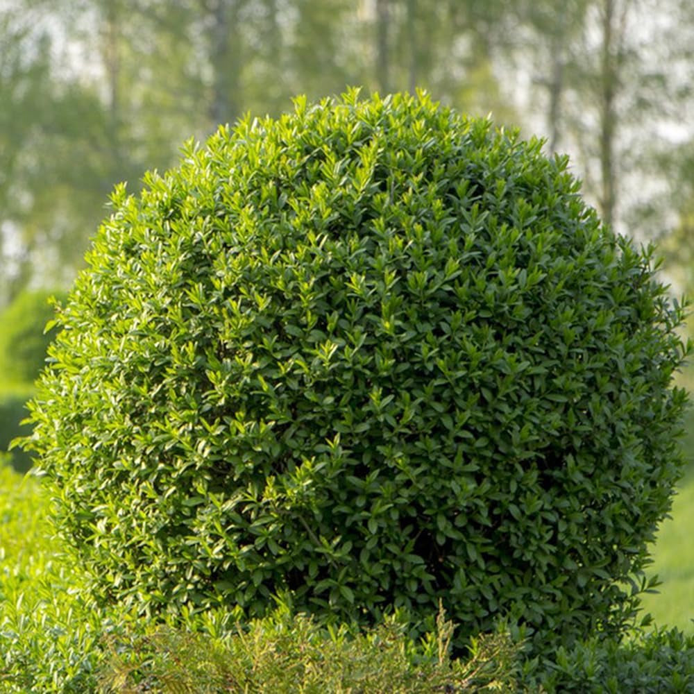 Liguster Heckenpflanzen Luftreinigende Zimmerpflanzen Liguster Seltene Gartendeko Für Draußen Steingartenpflanzen Winterhart Winterharte Garten Deko Büropflanzen Immergrüne Winterharte 300Samen