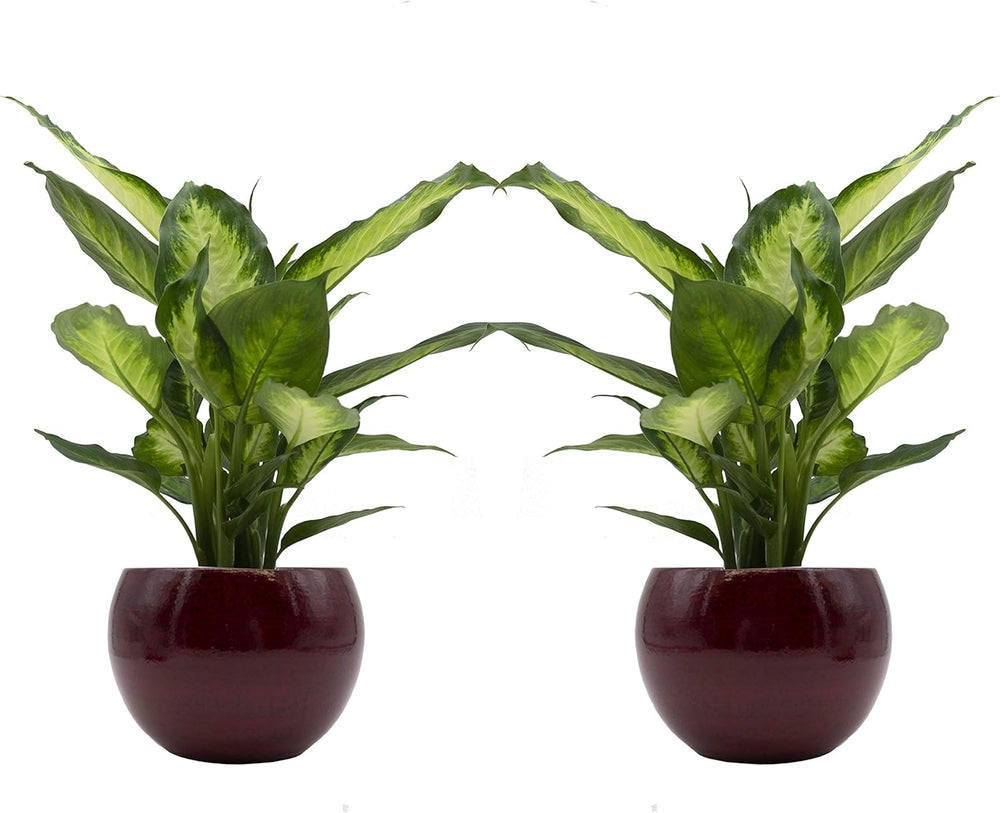 Dieffenbachia-Duo Mit Handgefertigtem Keramik-Blumentopf "Cresto Rot" - 2 Pflanzen Und 2 Dekotöpfe