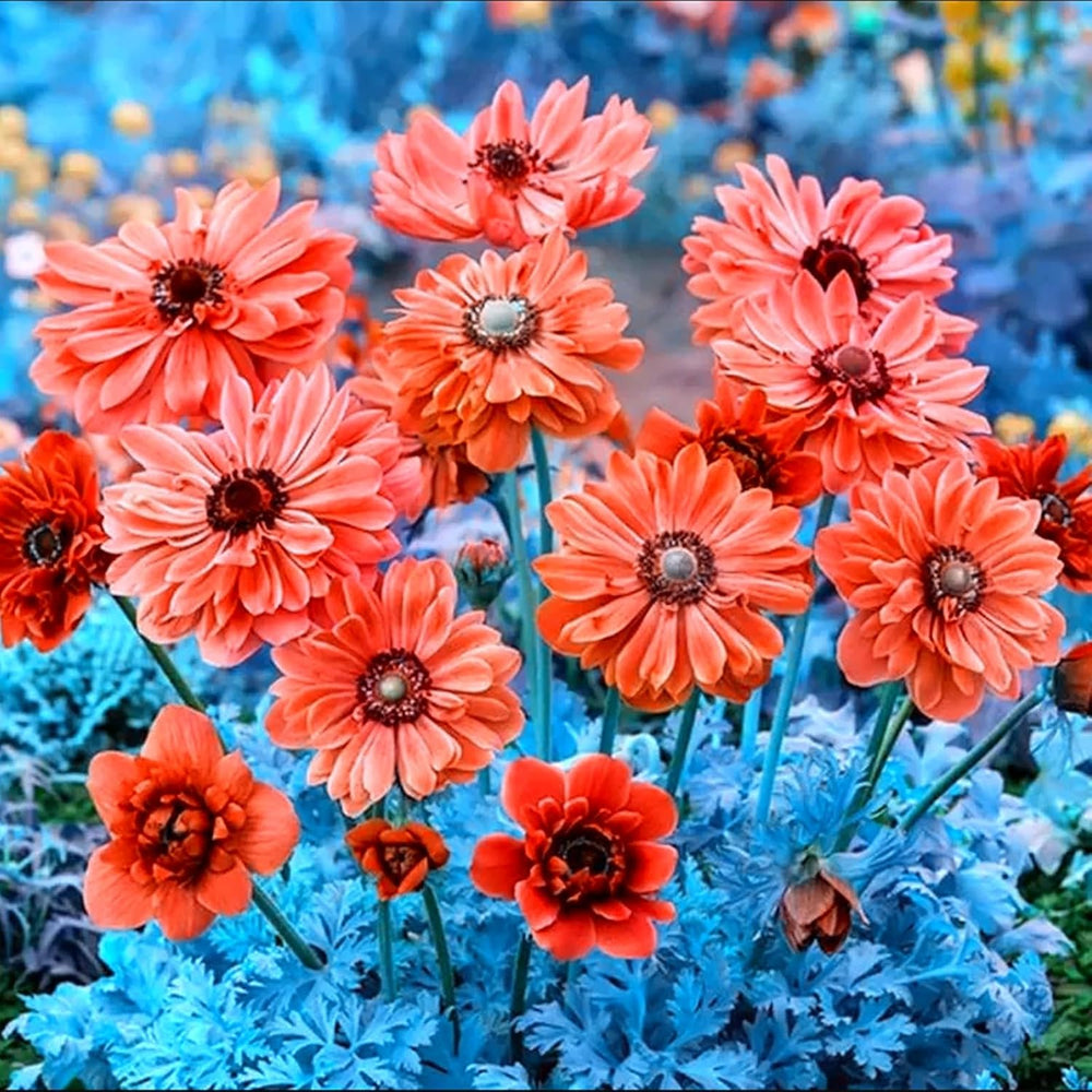 Lebende Pflanzen,Mehrjährige Blumenzwiebel ist winterhart, Winterhart pflanzen, Mysteriöse magische Glühbirne, Blumenzwiebel Mix-4 Oxalis Triangularis Blumenzwiebeln