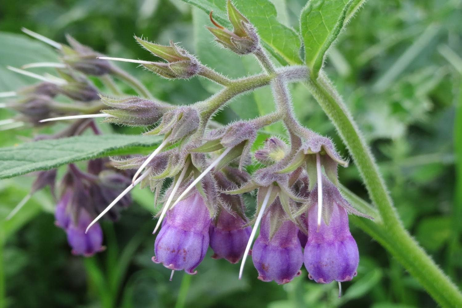 SAFLAX - Heilpflanzen - Beinwell - 15 Samen - Mit Keimfreiem Anzuchtsubstrat - Symphytum Officinale
