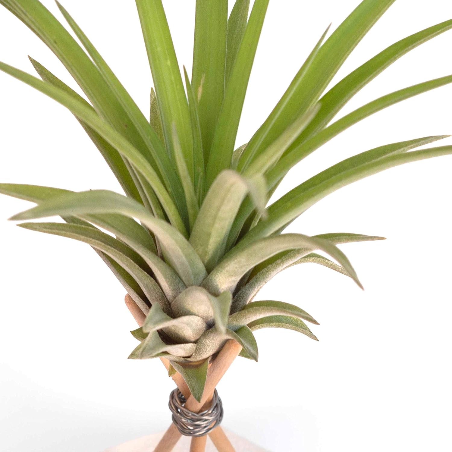- Luftpflanzen Tillandsia Vel Mit Dekorativer Schreibtischhalterung (Hex. Weißer Zement Mit Holzstäben)