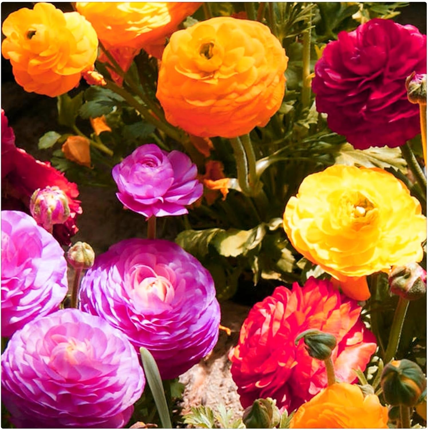 Lebende Pflanzen,Mehrjährige Blumenzwiebel ist winterhart, Winterhart pflanzen, Mysteriöse magische Glühbirne, Blumenzwiebel Mix-4 Oxalis Triangularis Blumenzwiebeln