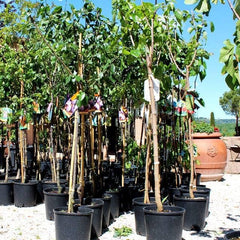Susincocco Pflaumen - Obstpflanze Alte Frucht Auf Blumentopf 20 - Baum Max 170 Cm – 2 Jahre Anbau Italien