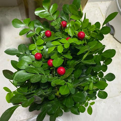 Murraya Exotica, Kräutergarten Kräutersamen, Stauden Winterhart Mehrjährig Exotische Nachhaltige Geschenke Exotische Immergrüne 200Samen