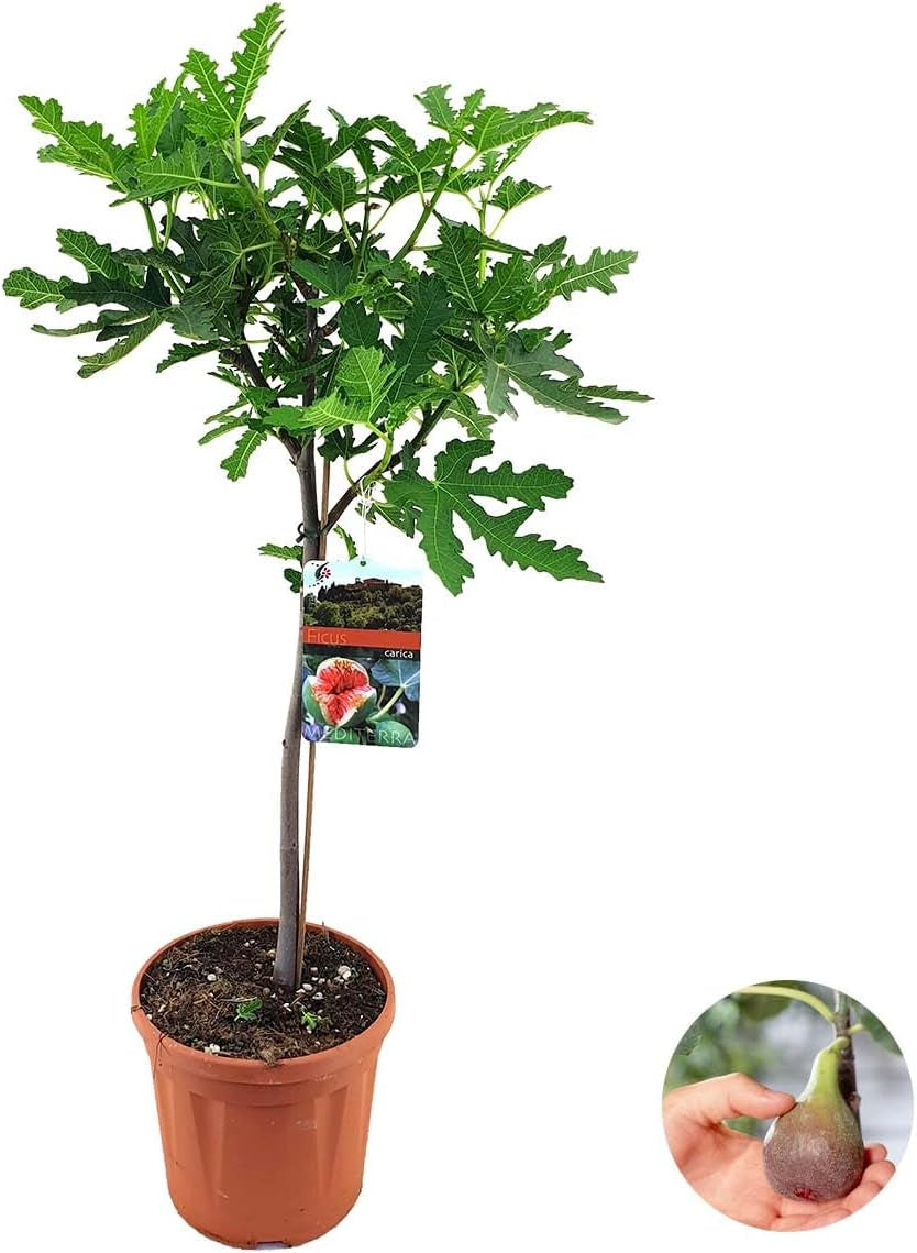 Bloomique - Ficus Carica Brown Turkey - Feigenbaum - Obstbäume - Gartenpflanzen - Winterhart - 80-100 Cm Hoch - Topf 21 Cm