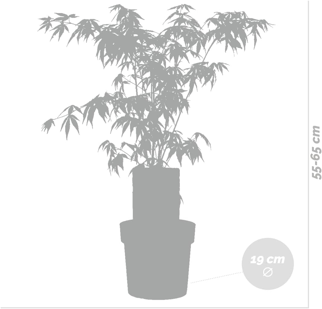 Bloomique - Acer Palmatum Atropurpureum - Japanischer Ahorn - Buntes Laub - Gartenpflanzen - Winterhart - 50-70 Cm Hoch - Topf 19 Cm