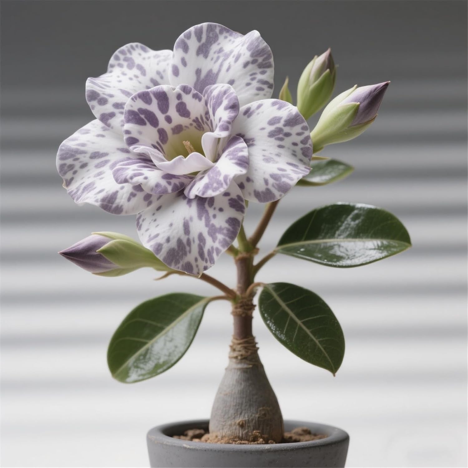 Winterhart pflanzen, Lebende Pflanzen,Mehrjährige Blumenzwiebel ist winterhart, Mysteriöse magische Glühbirne, Blumenzwiebel Mix，3 ans-1 Wüstenrose knollen -G